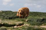 BASSET FAUVE DE BRETAGNE 018
